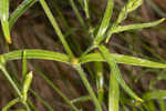 Louisiana catchfly 